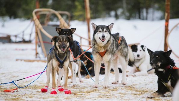 Snowmobile, Husky Safari_7